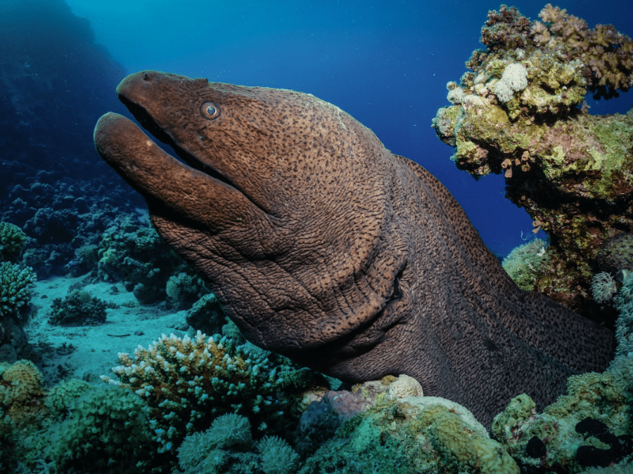 The Alien of the Deep: The Hidden Truth About Moray Eels