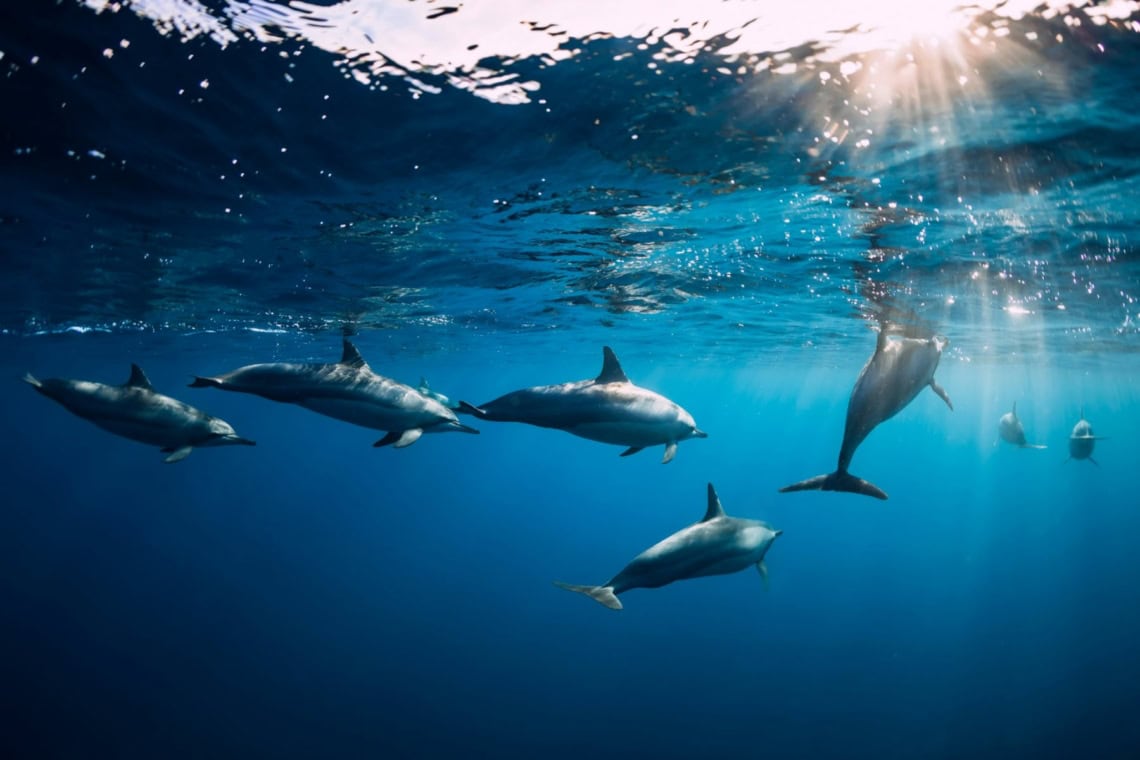 Dolphin House