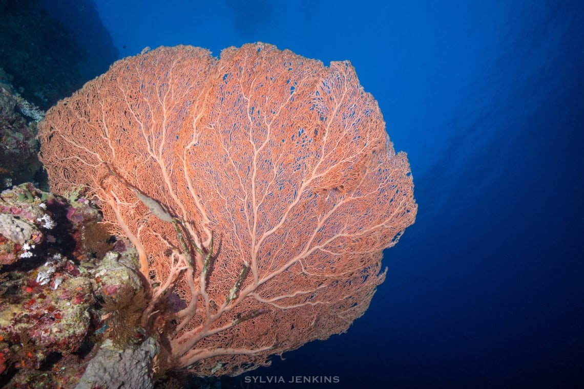 Elphinstone Reef