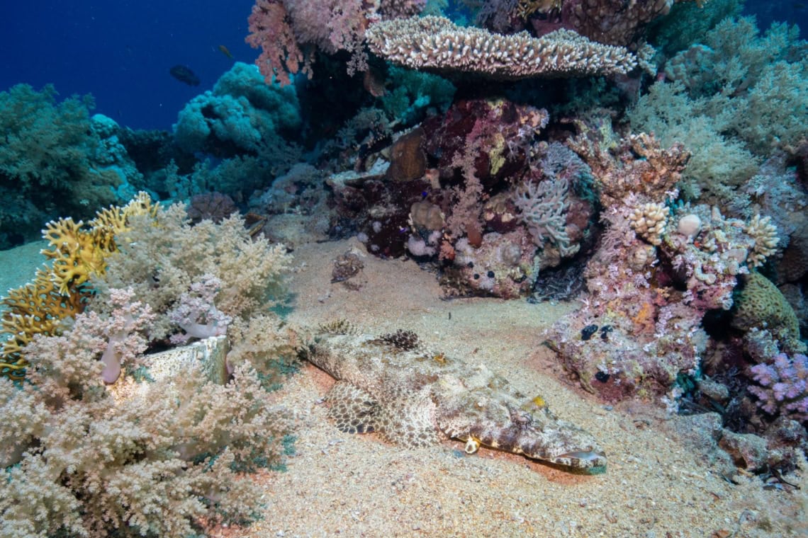 Ras Mohammed Reef