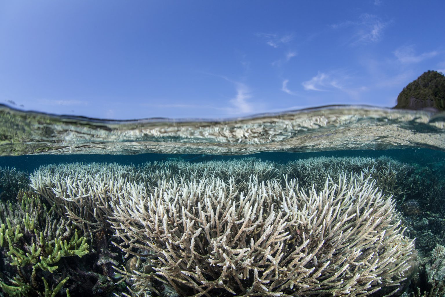 Bleached white coral reef underwater