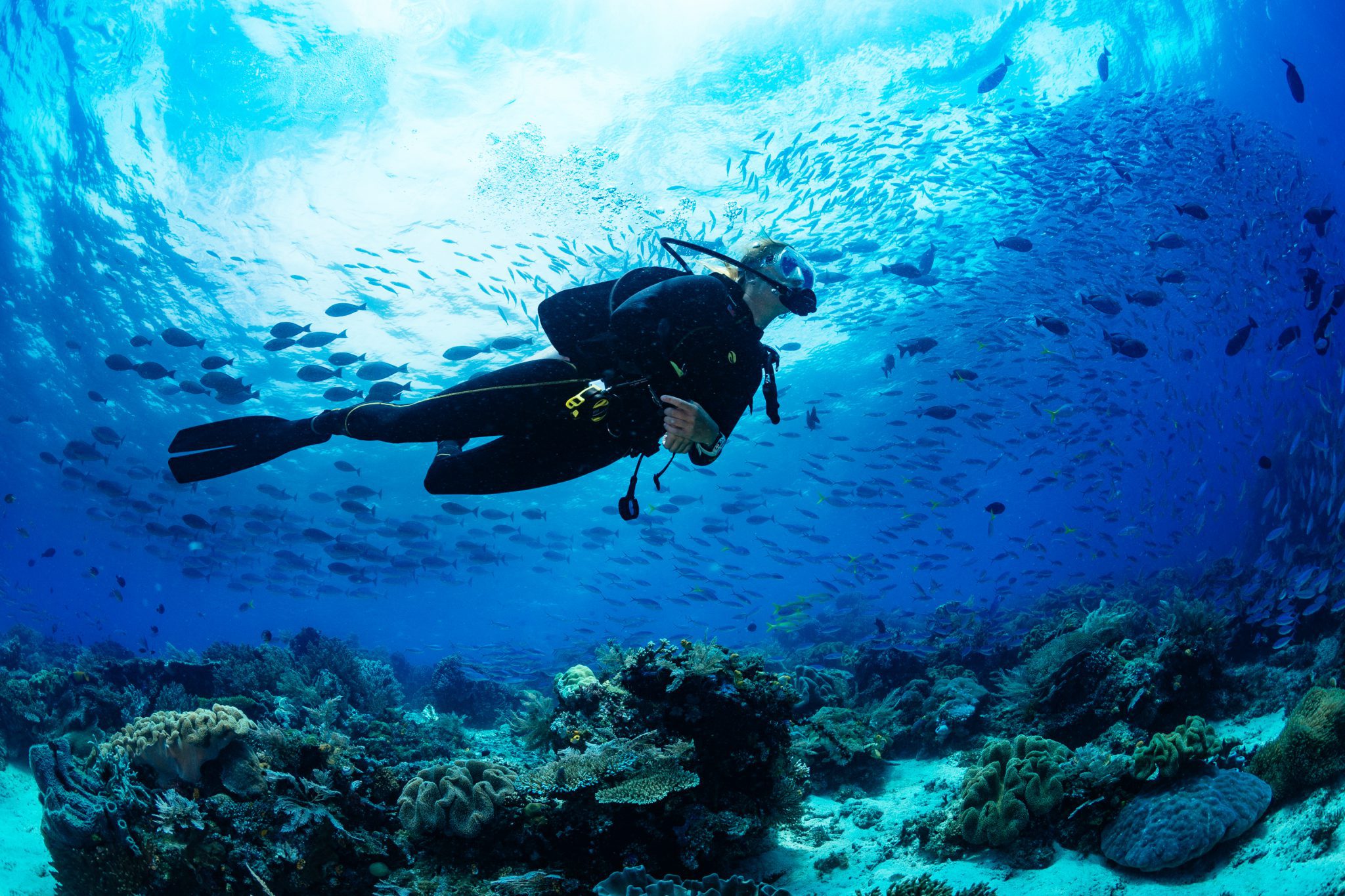 Diver floating peacefully near a coral reef