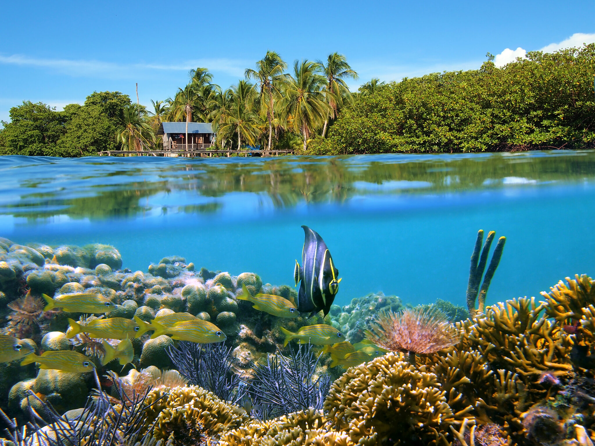 Over-under shot of a coral reef and coastline in Panama