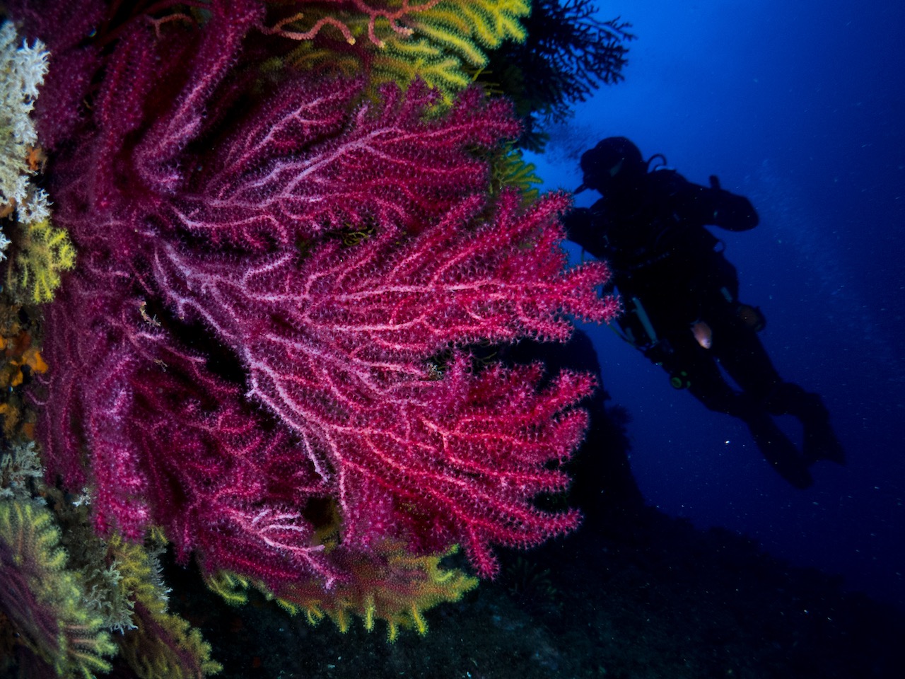 Divers exploring unique deep water coral reef formations