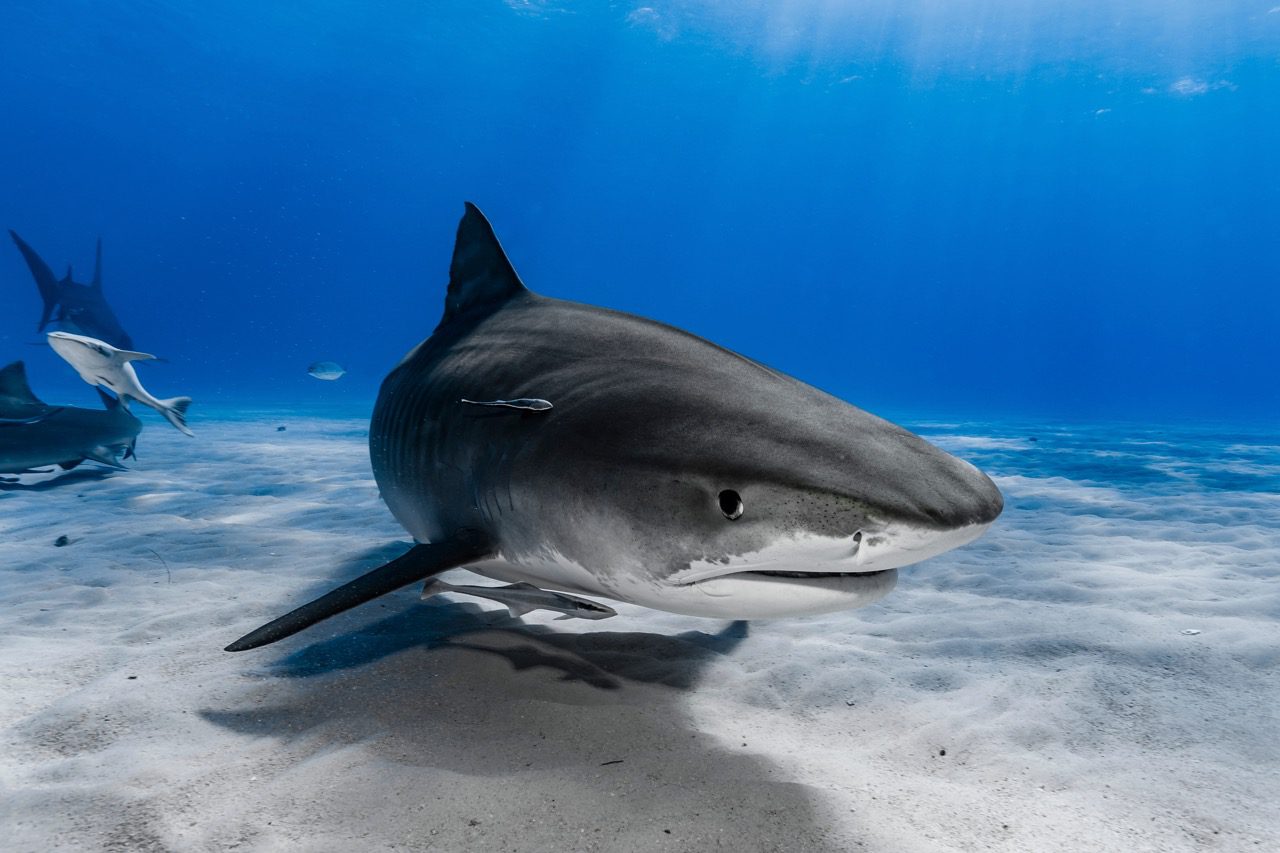 Scuba Divers and Sharks under the sea