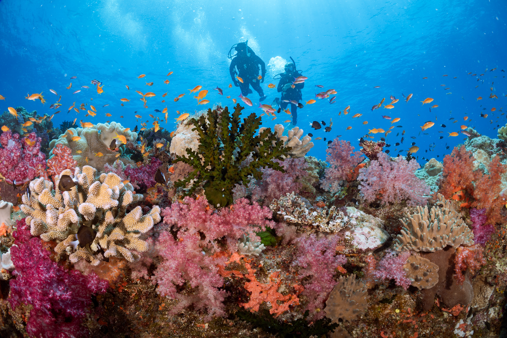 Two divers exploring a vibrant coral reef in Fiji