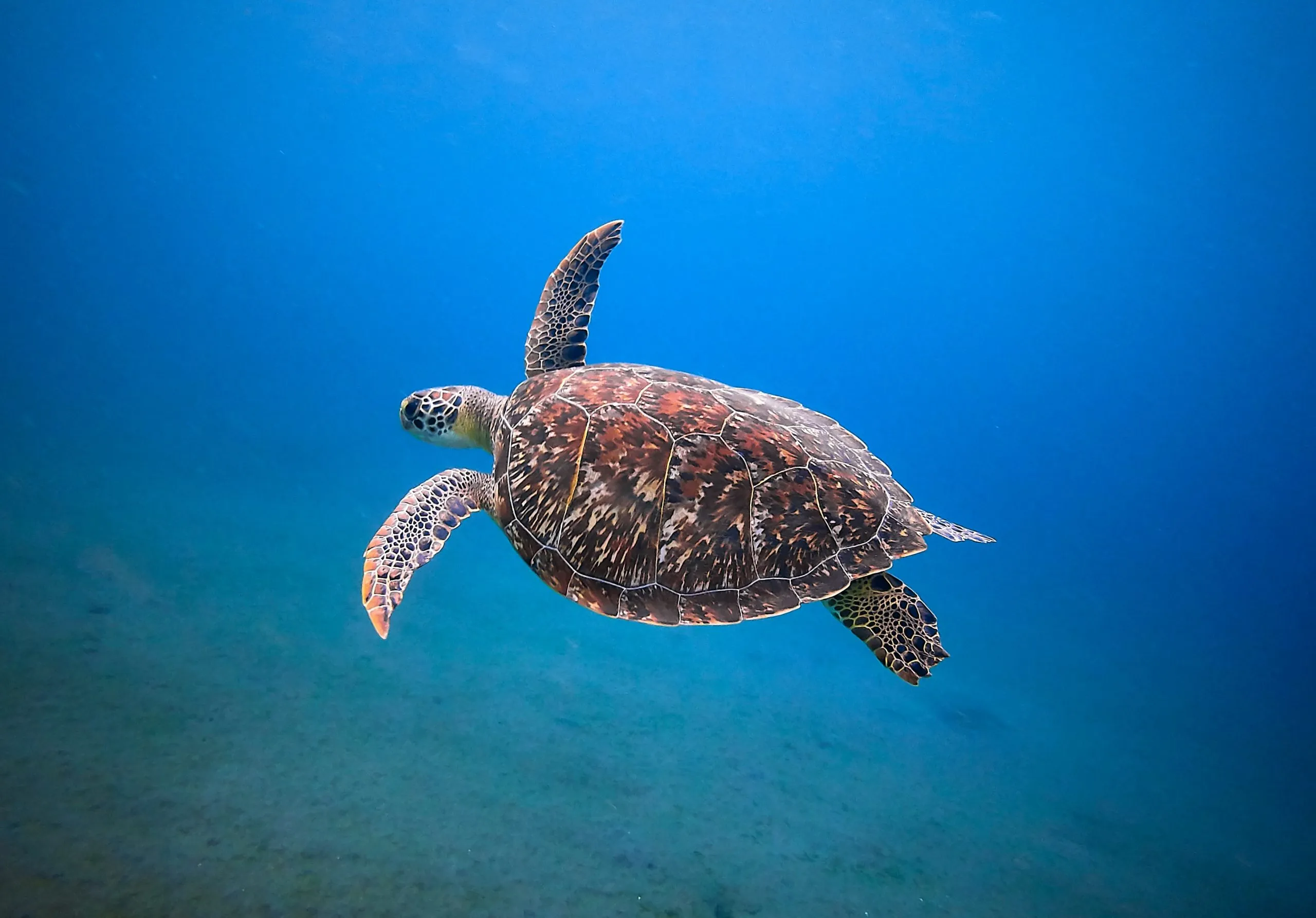 Hawksbill Sea Turtle in the Red Sea