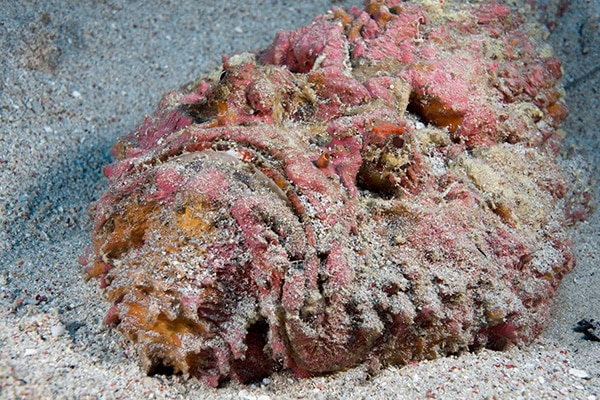 Flounder hiding in the sand