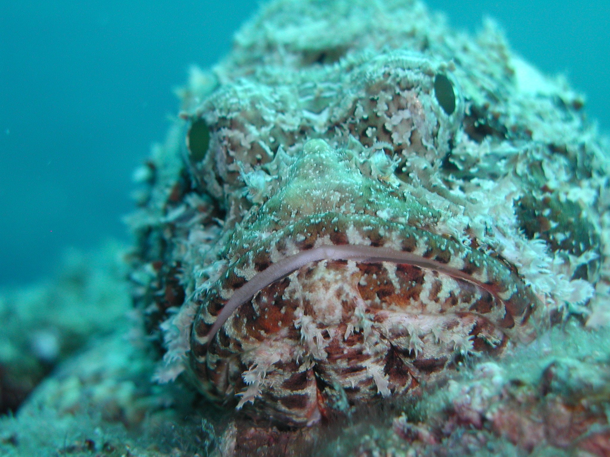 Scorpionfish blending into the coral reef
