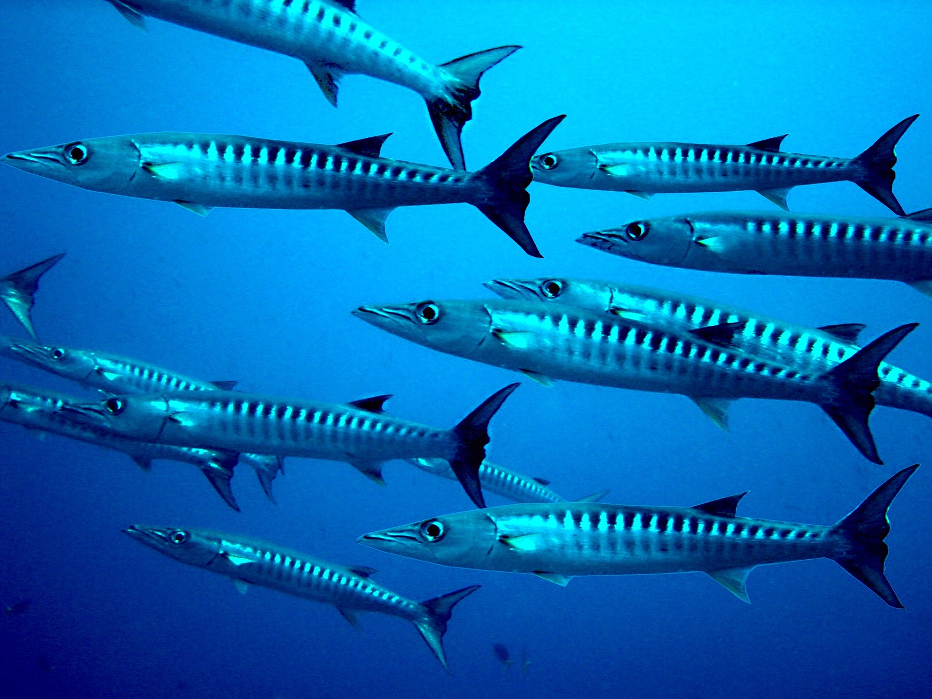 School of Barracuda in the blue water
