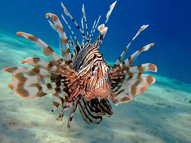 Beautiful Lionfish in the Red Sea