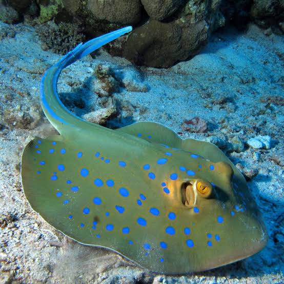 Blue-Spotted Stingray resting on the seabed
