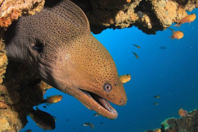 Giant Moray Eel hiding in the reef