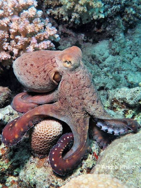 Octopus camouflaged in the Red Sea