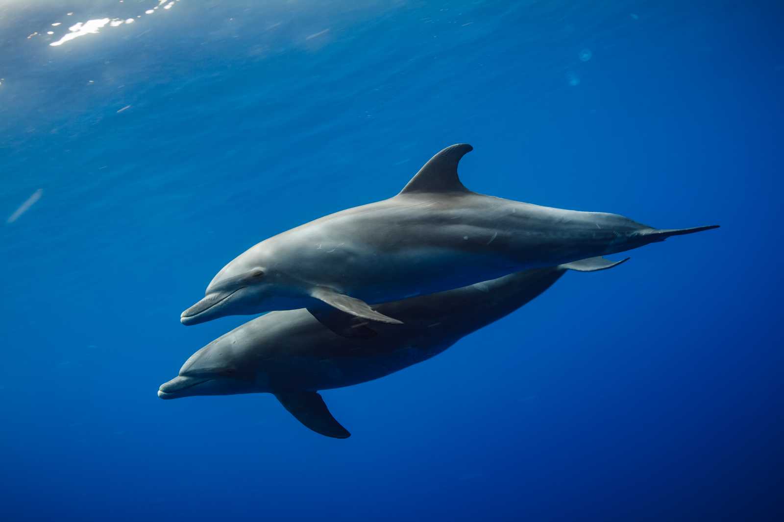 Dolphins swimming in the Red Sea