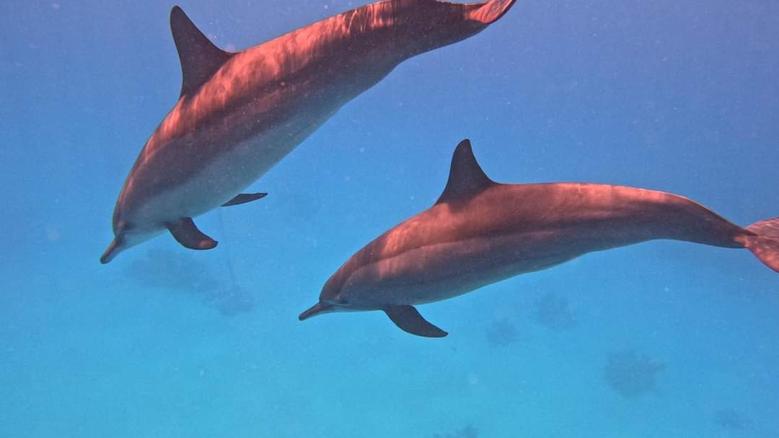 Dolphin House Hurghada diving trip - Wild dolphins swimming at Shaab El Erg reef
